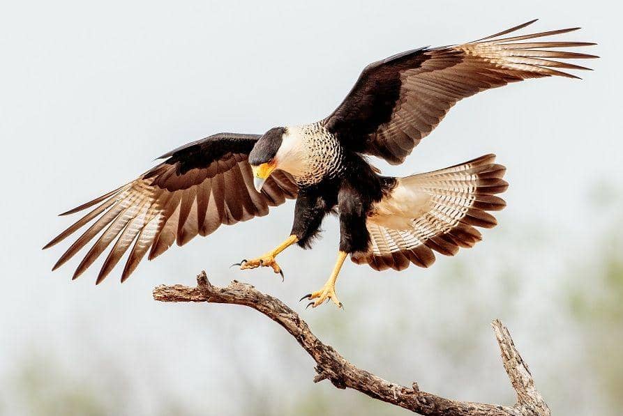 commons.wikimedia.org/Andy Morffew