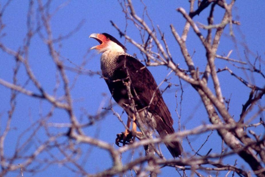 commons.wikimedia.org/Dominic Sherony