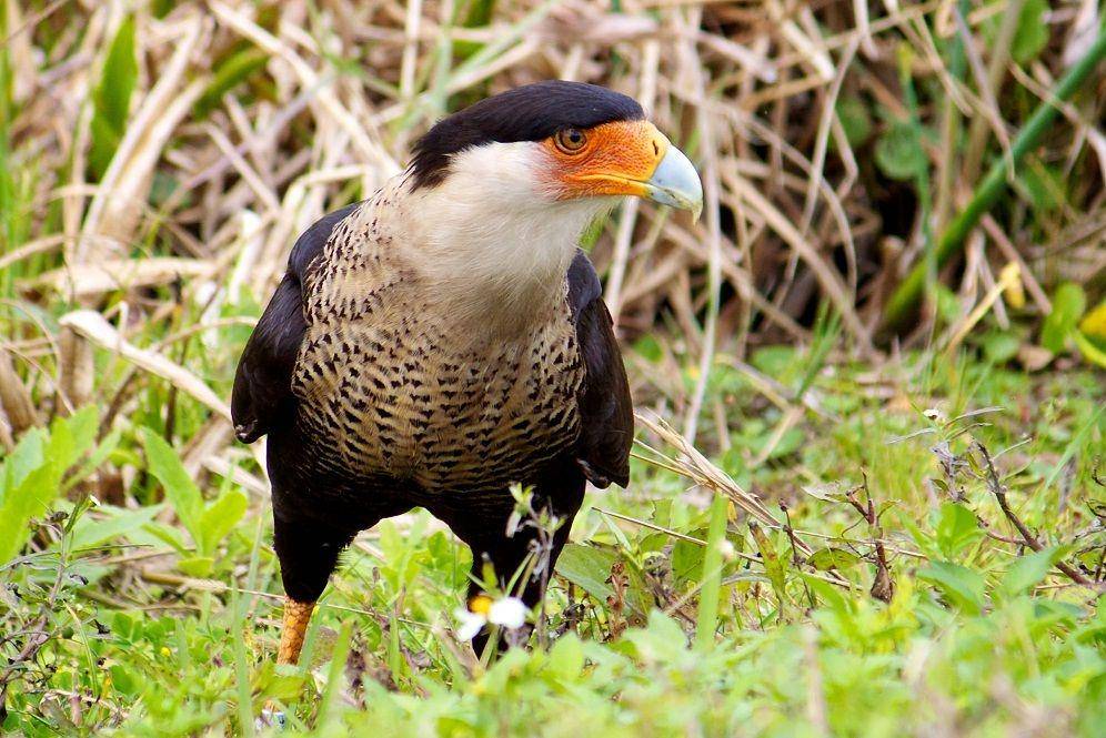 ilustrasi burung karakara (commons.wikimedia.org)