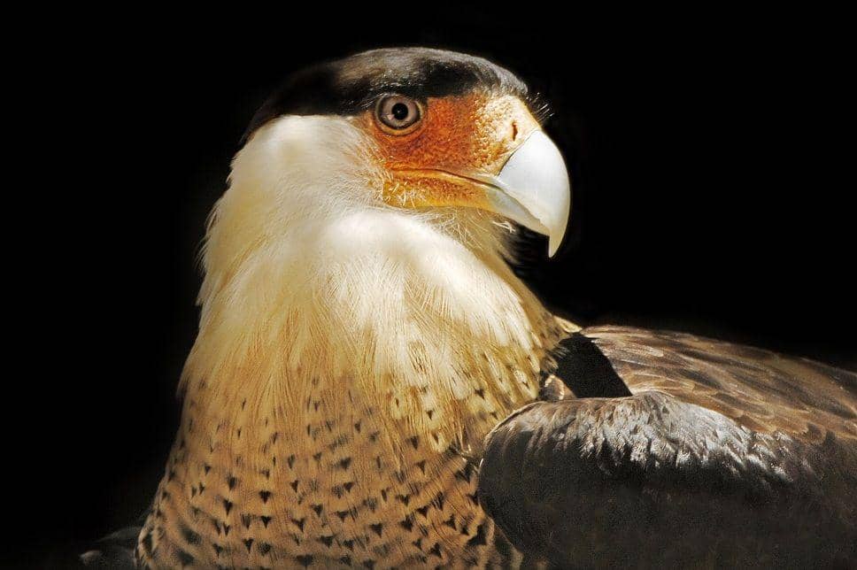 Lebih Agresif dari Burung Bangkai, Ini 6 Fakta Crested Caracara