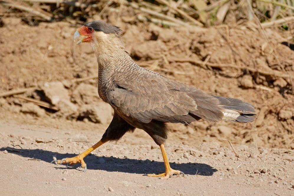 commons.wikimedia.org/Bernard DUPONT