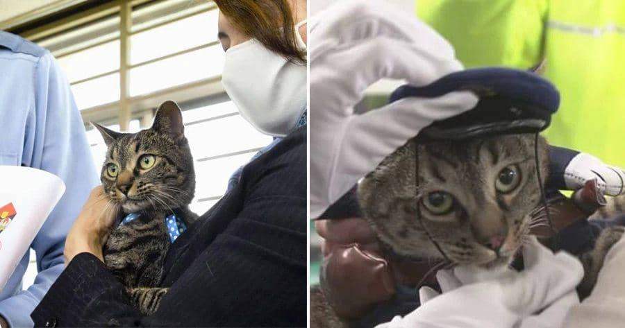 Tolong Orang Tua yang Pingsan, Kucing ini Jadi Kepala Polisi