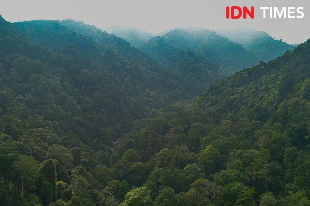 Ilustrasi hutan tropis (IDN Times Dhana Kencana)