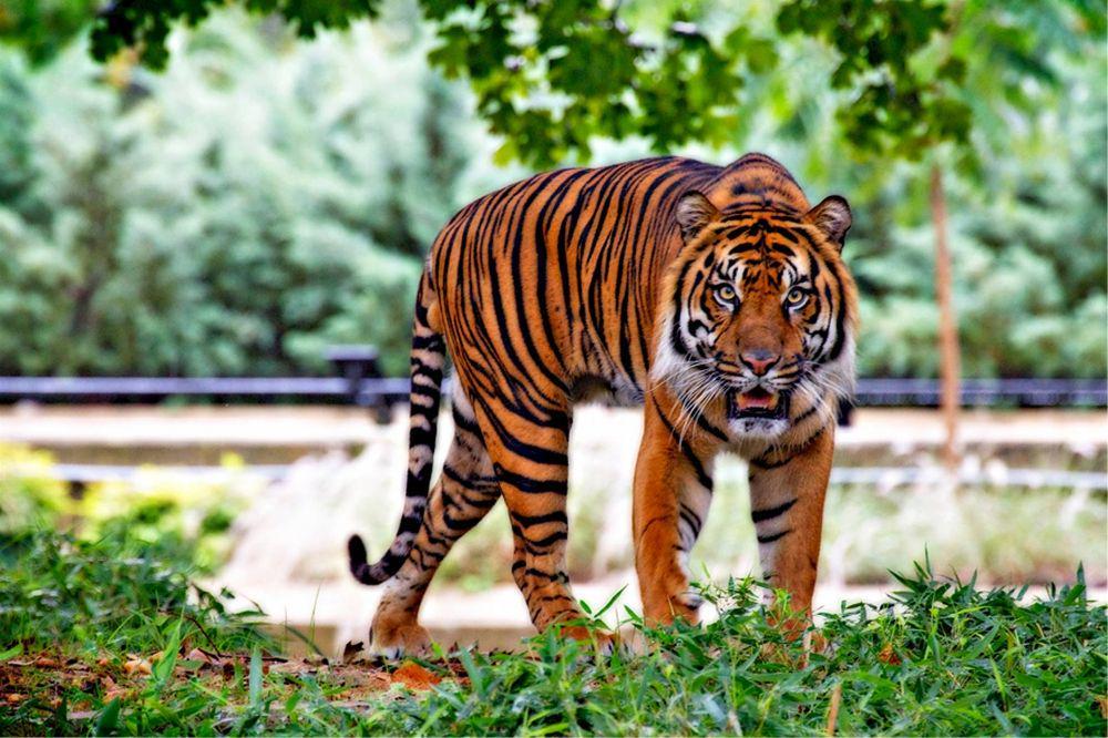 6 Hewan Asli Indonesia yang Sudah Punah, Harimau Jawa hingga Kuau