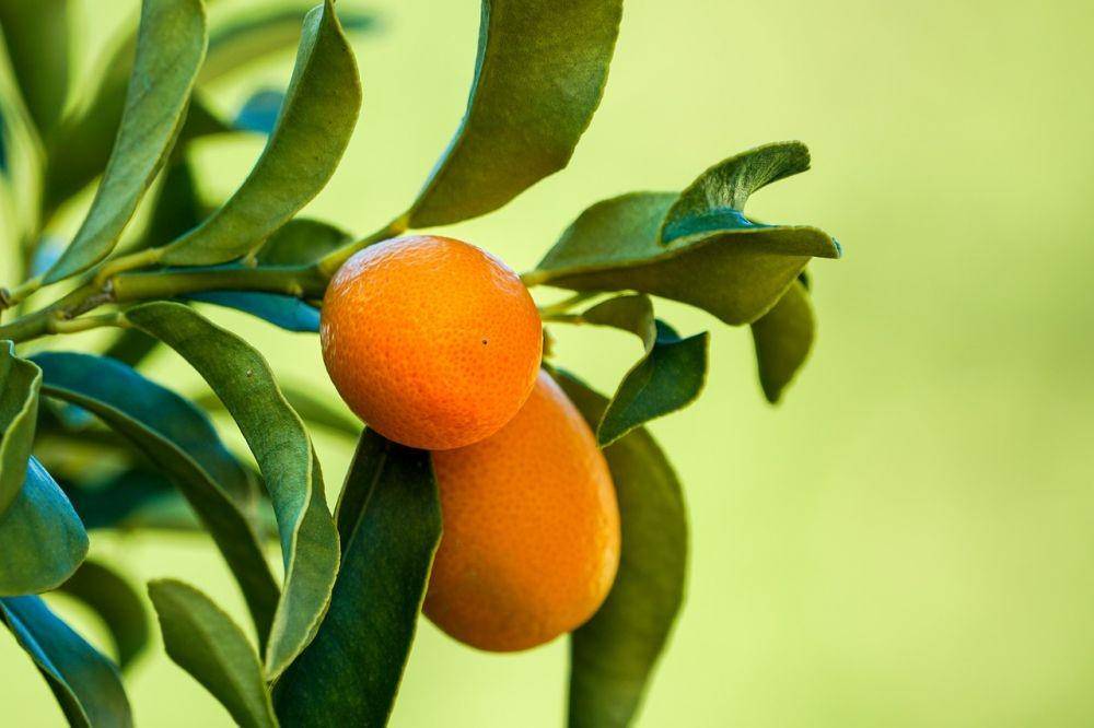 kumquat atau jeruk kimkit (pixabay.com/Roman Perucho)