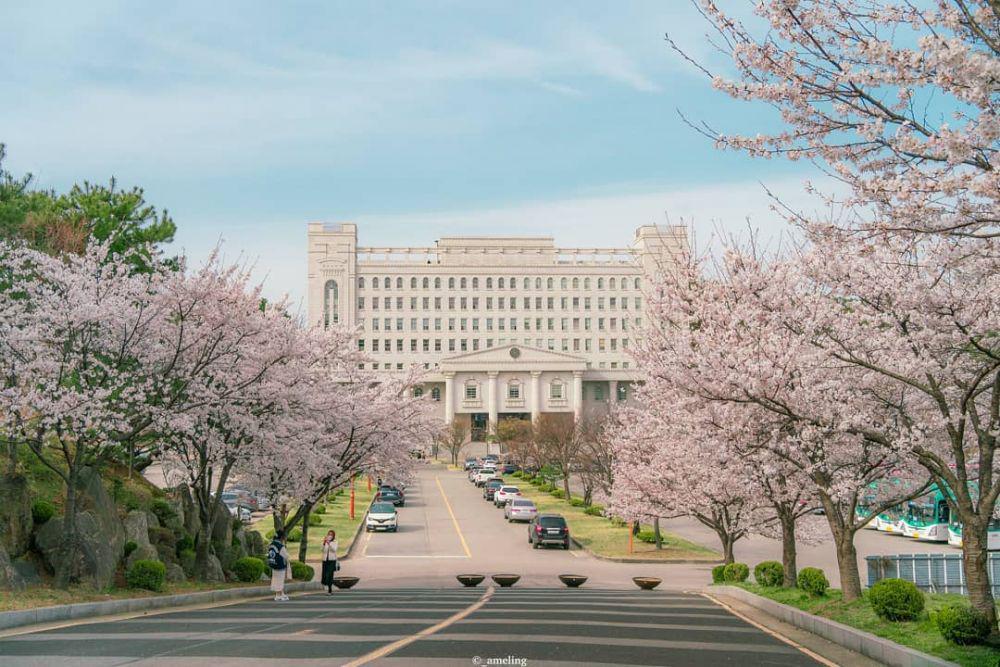 Bukan Wisata Alam, 5 Tempat di Seoul Ini Juga Memesona Saat Musim Semi