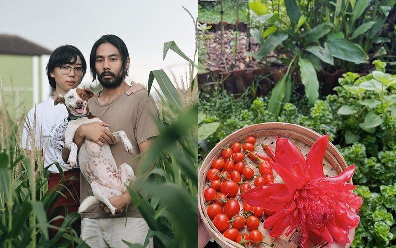 Koleksi Edible Plant Rara Sekar dan Ben Laksana, Meriah nan Cantik