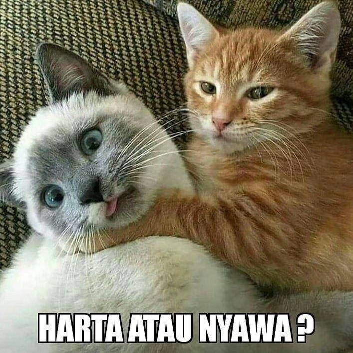 Instagram.com/memekucing