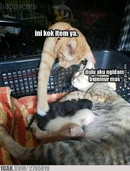 1cak.com