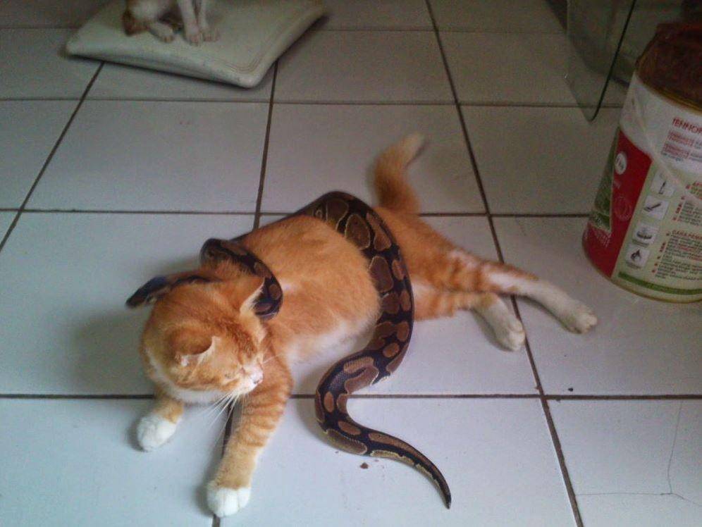Instagram.com/memekucing