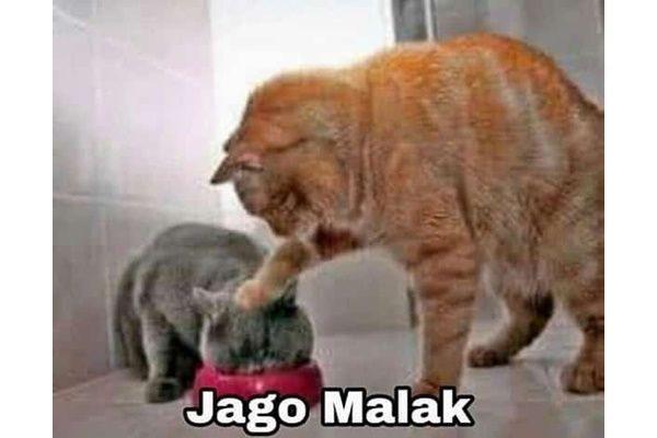 10 Meme Kocheng Oren Barbar yang Bikin Ngakak, Terkenal Nyebelin!