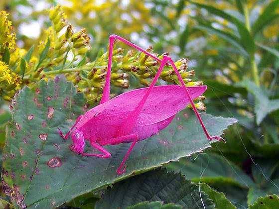 bugguide.net
