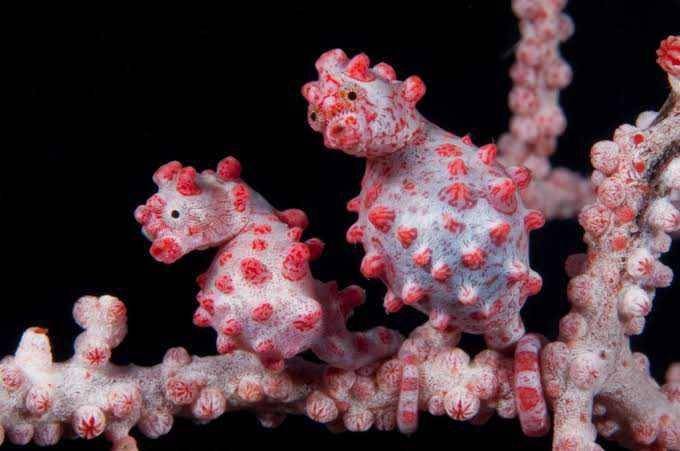 oceanrealmimages.com