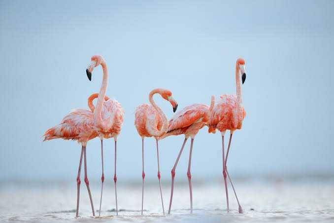 nationalgeographic.com