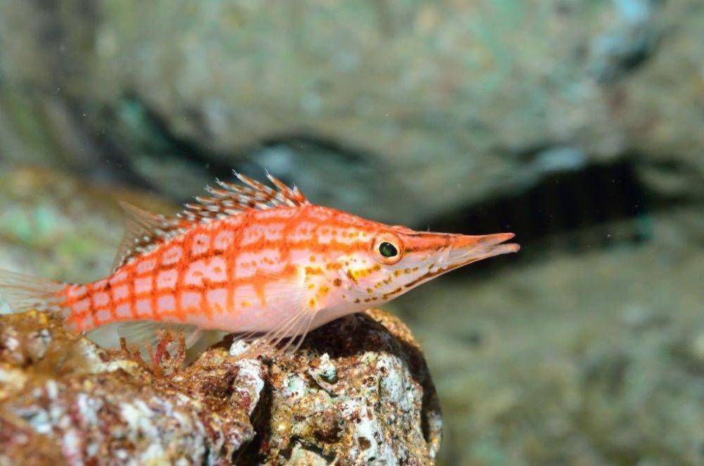 wzaquarium.com