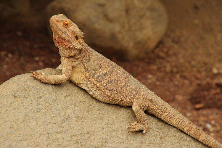 everythingreptiles.com
