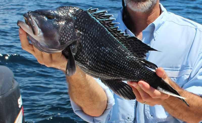 fishtalkmag.com