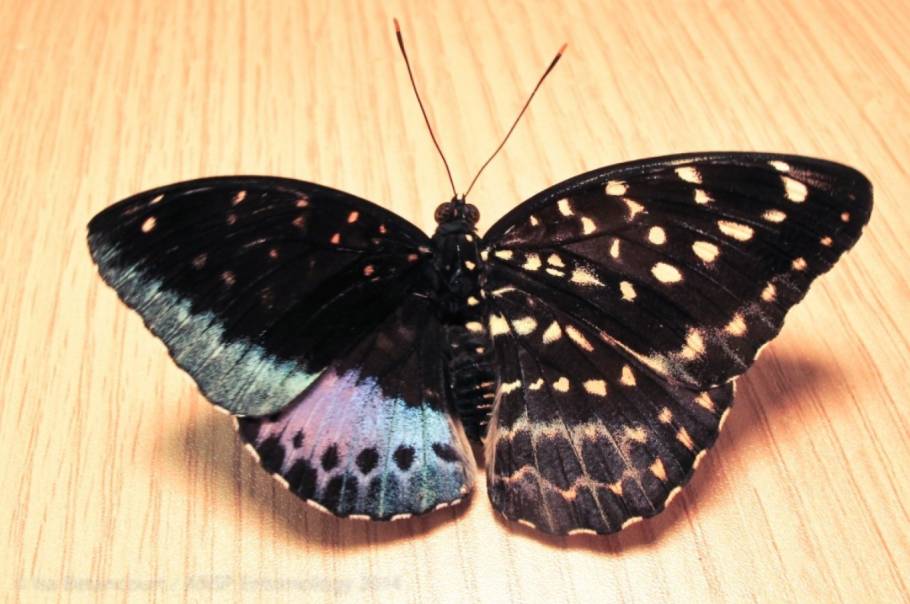 passion-entomologie.fr