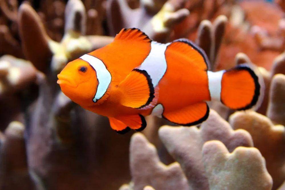 fishkeepingnews.com