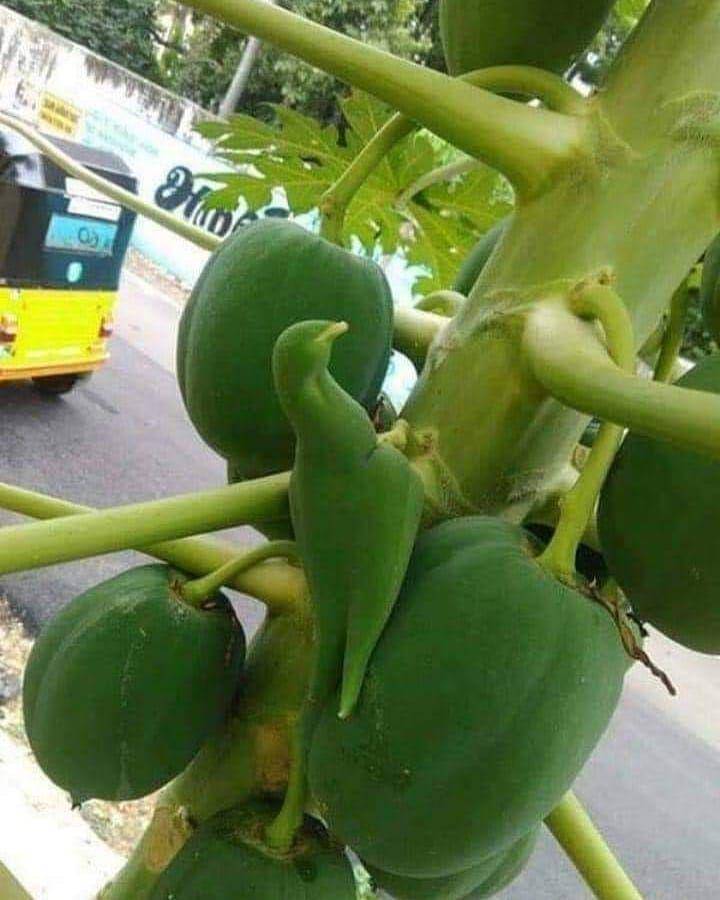 Hewan kaget ketemu sebangsanya. (instagram.com/wkwkland_real)