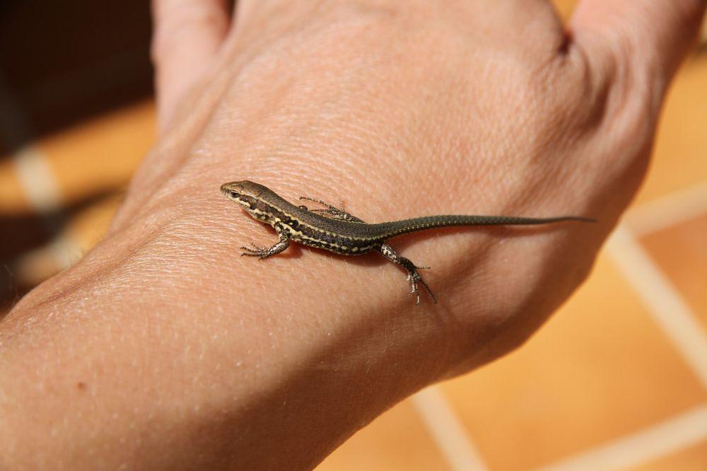 reptil