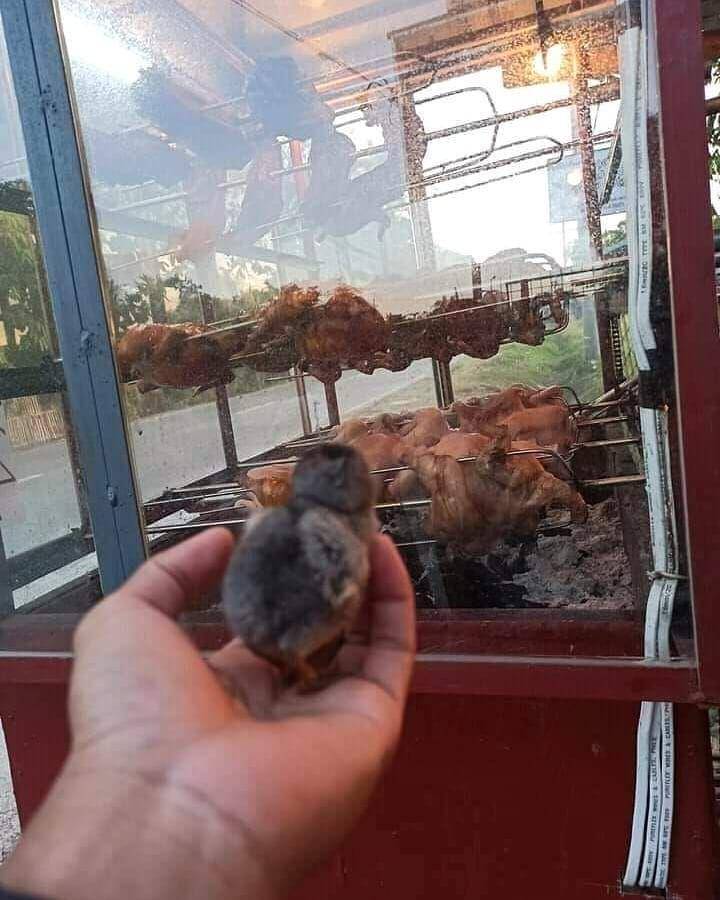Hewan kaget ketemu sebangsanya. (instagram.com/wkwkland_real)