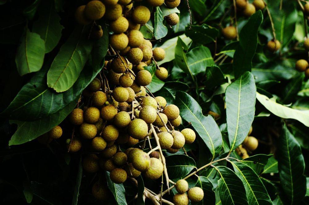 10 Manfaat Fantastis Buah Kelengkeng untuk Penderita Diabetes