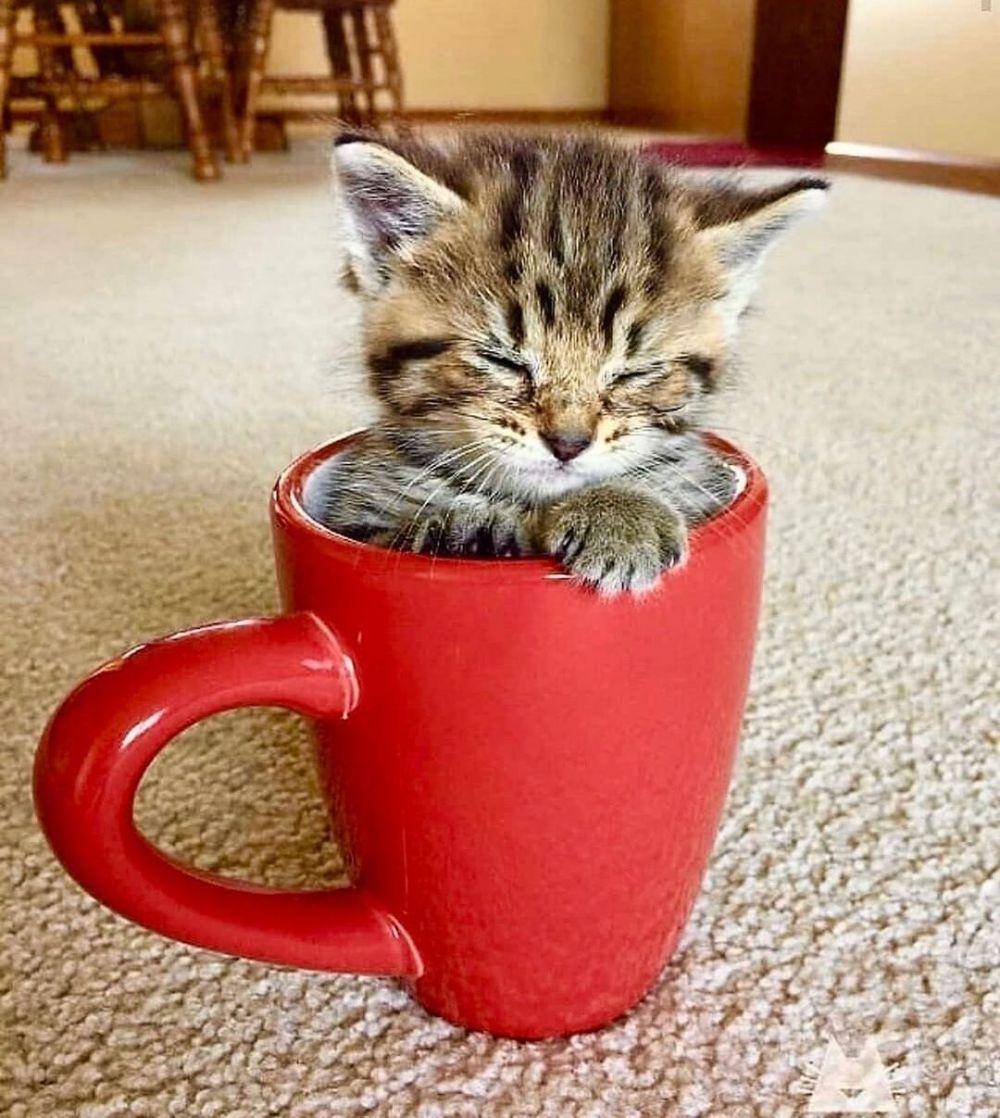 kucing tidur (instagram.com/sweetcat.club)