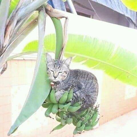 kucing tidur (instagram.com/gallerysioyen)