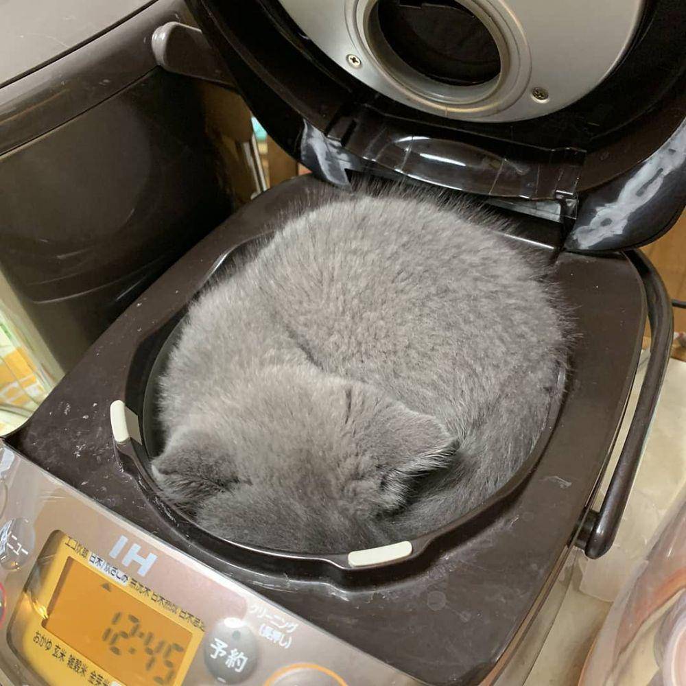 kucing tidur (instagram.com/kucinggua)