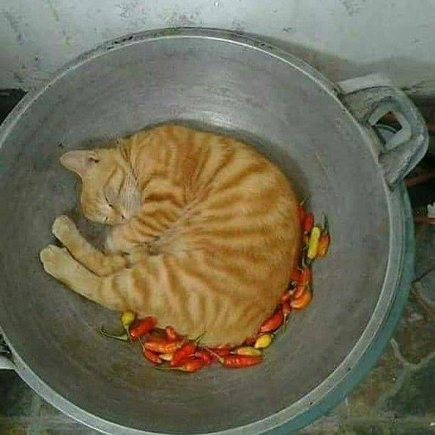 kucing tidur (instagram.com/kucingindo.ig)