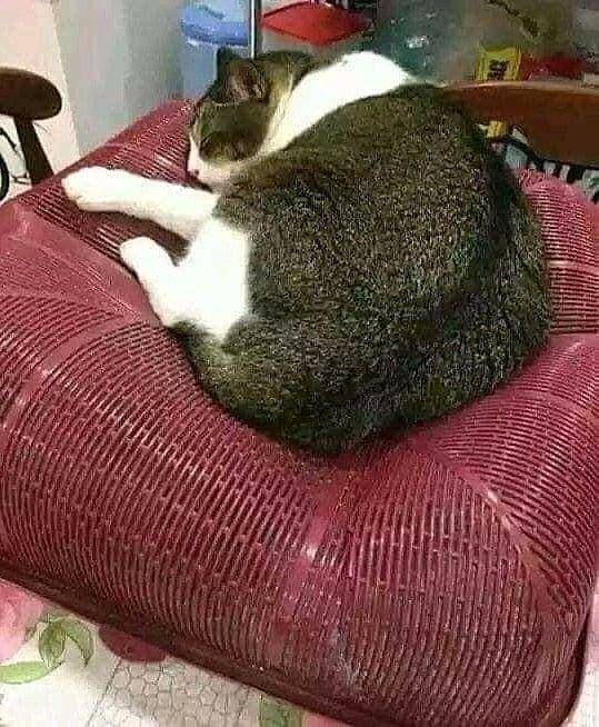 kucing tidur (instagram.com/memekocheng.id)