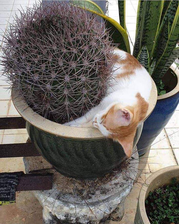 kucing tidur (instagram.com/duniameong_v2)