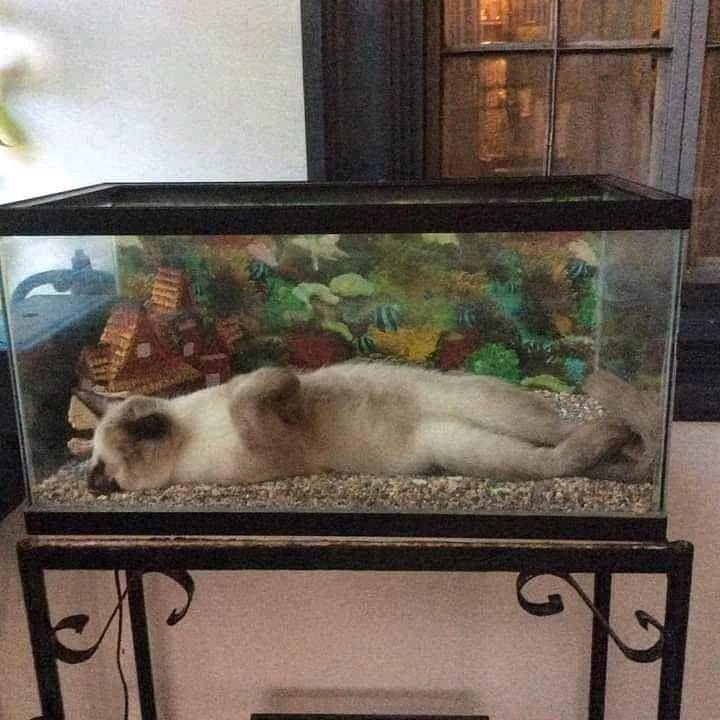 kucing tidur (instagram.com/insta.kucinglovers)