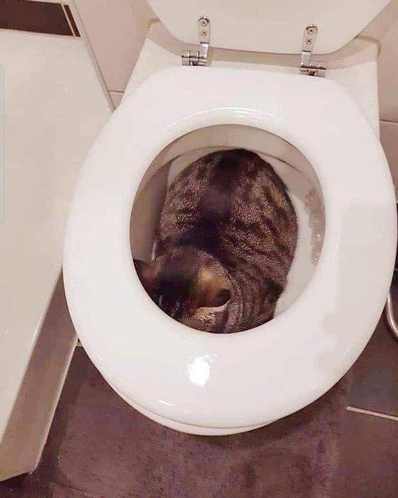 kucing tidur (instagram.com/instakocheng)