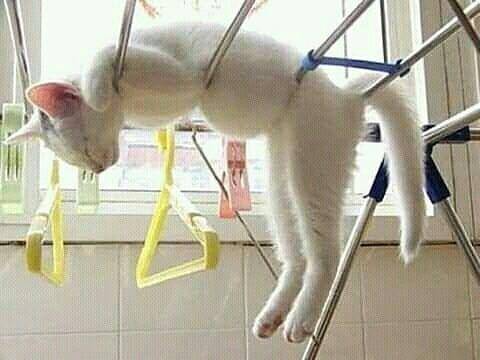 kucing tidur (instagram.com/gallerysioyen)