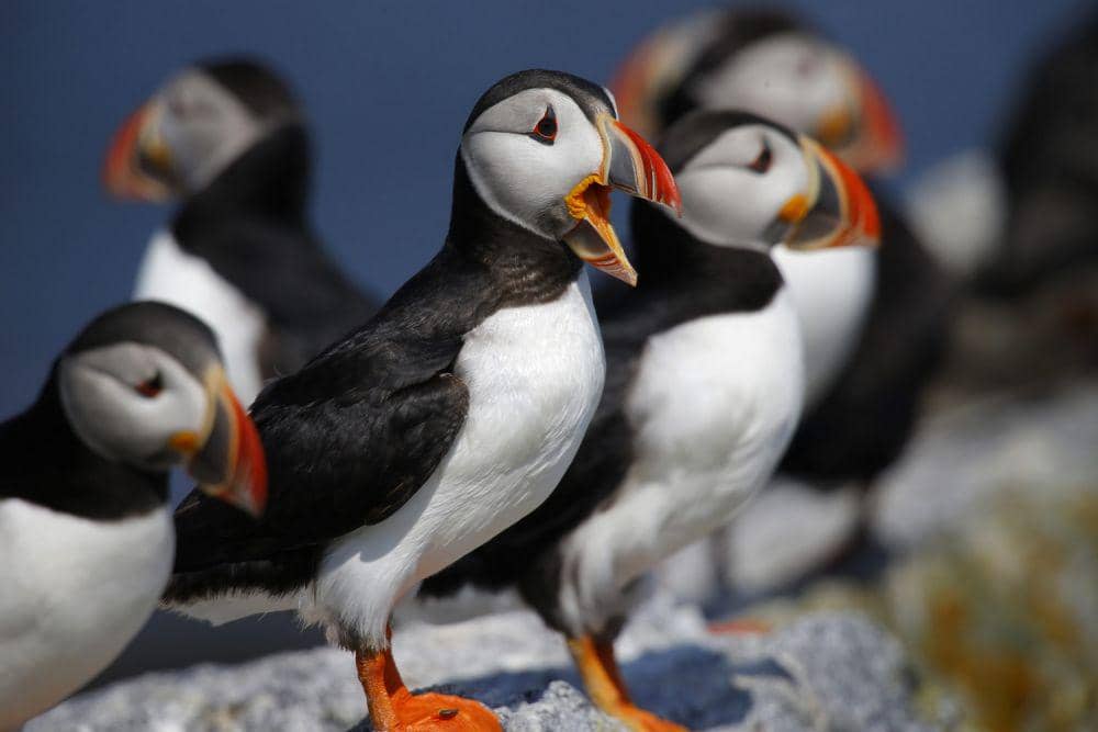 burung puffin (wbur.org)