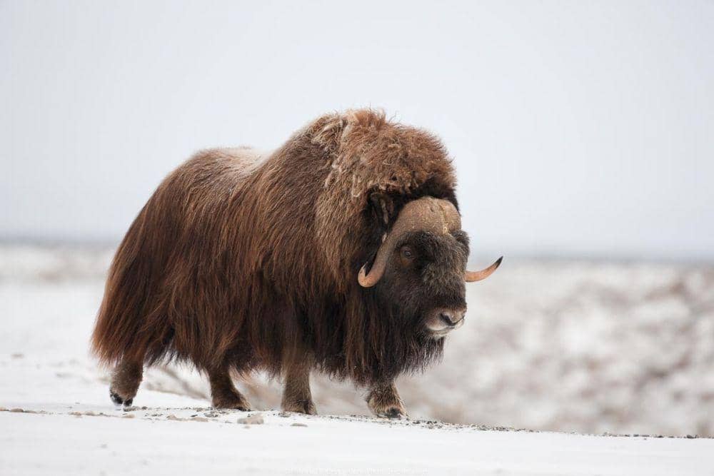 musk-ox (alaskaphotographics.com)