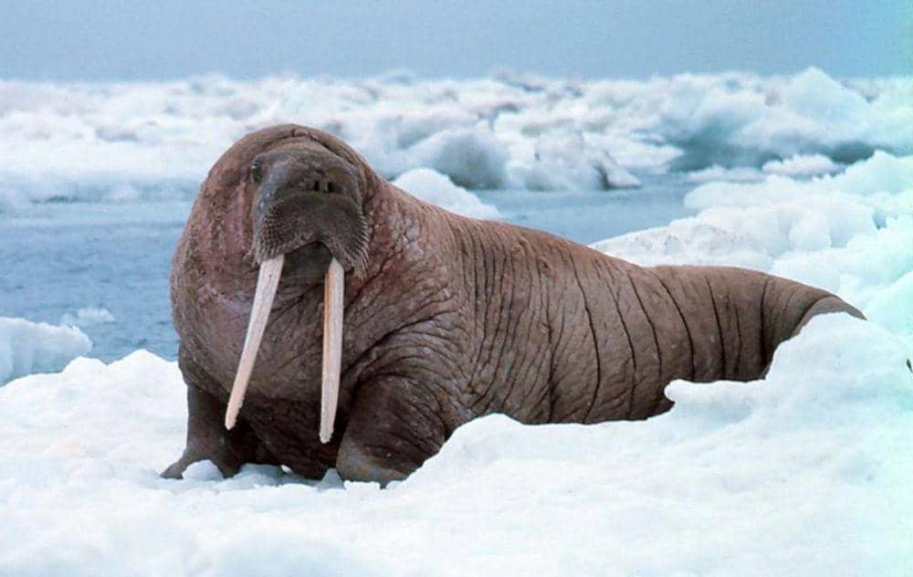 walrus (oceana.org)