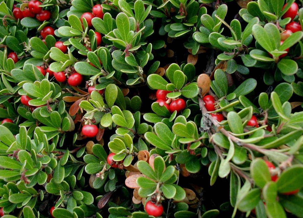 bearberry (plantlife.org)
