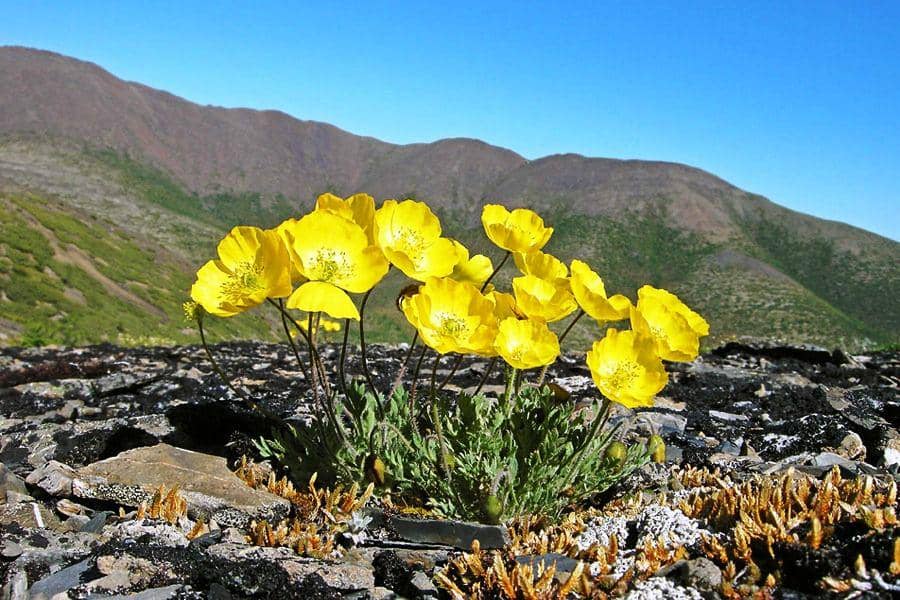 arctic poppy (thinglink.com)
