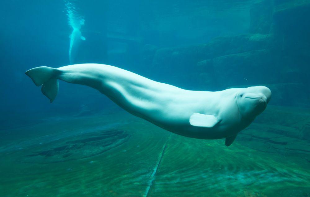 Viral Video Paus Beluga Suka Cilukba Anak Kecil