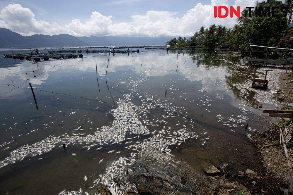 Ratusan ton ikan Keramba Jaring Apung (KJA) di Nagari Sungai Batang, Kecamatan Tanjung Raya, Kabupaten, Agam, Sumatra Barat, Kamis 29 April 2021 ditemukan mati. Kematian massal ikan jenis Nila tersebut, disebabkan oleh faktor cuaca buruk yang menyebabkan kadar oksigen air Danau Maninjau berkurang. IDN Times / Andri NH