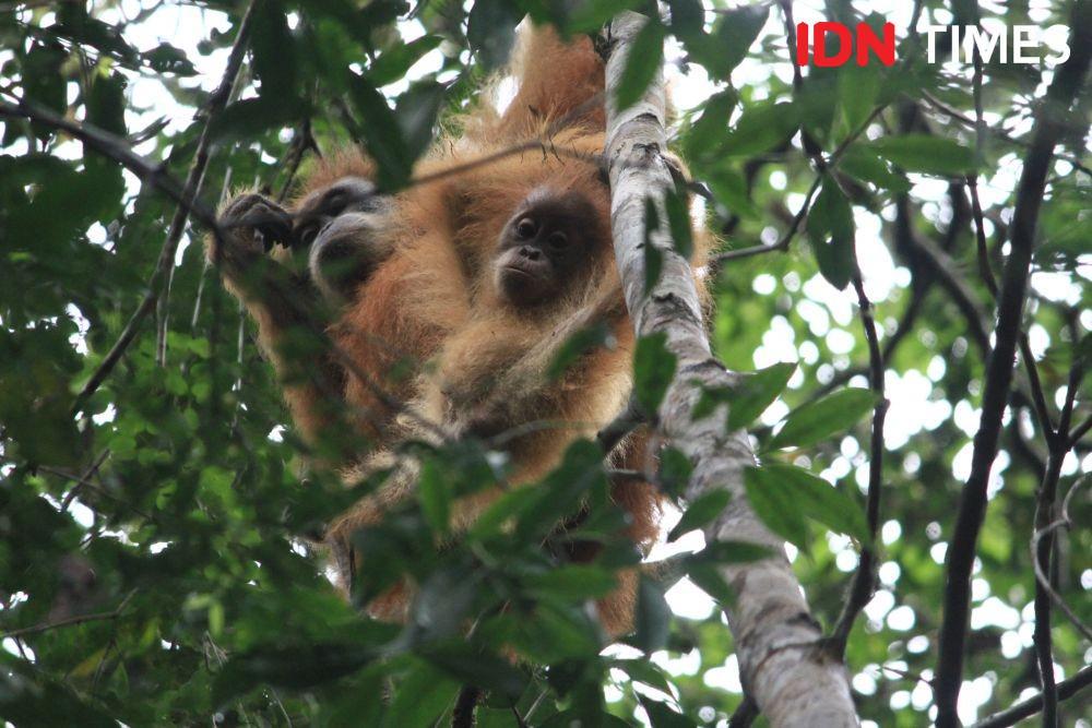 5 Fakta Ekosistem Batangtoru, Rumah Bagi Orangutan Tapanuli