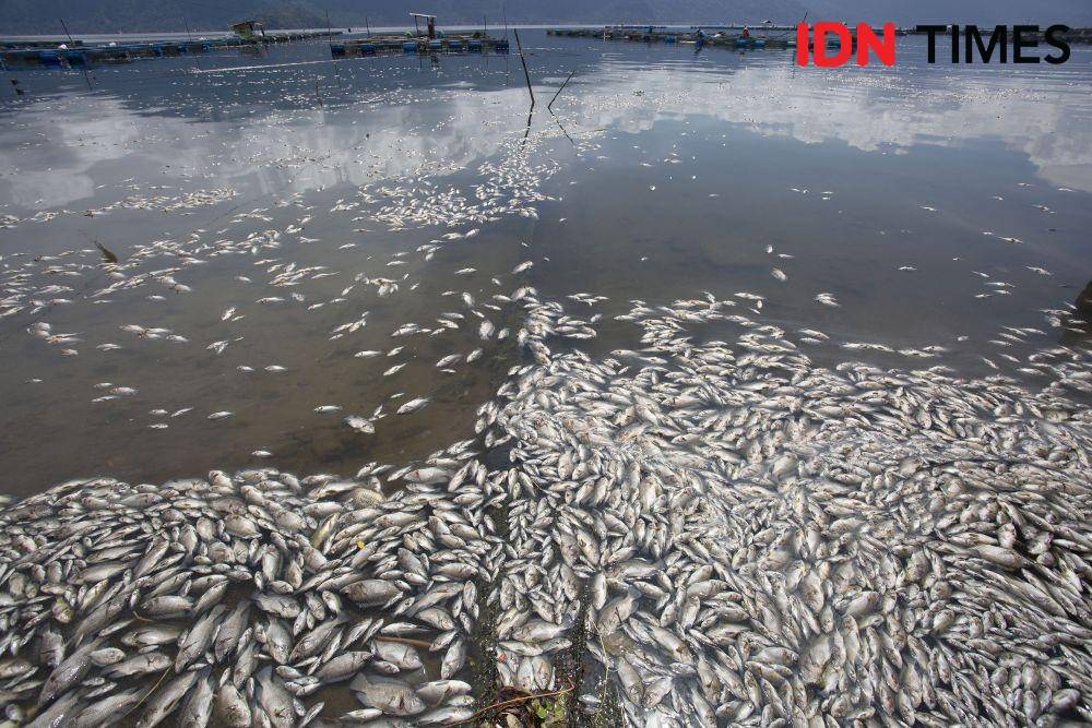Ratusan ton ikan Keramba Jaring Apung (KJA) di Nagari Sungai Batang, Kecamatan Tanjung Raya, Kabupaten, Agam, Sumatra Barat, Kamis 29 April 2021 ditemukan mati. Kematian massal ikan jenis Nila tersebut, disebabkan oleh faktor cuaca buruk yang menyebabkan kadar oksigen air Danau Maninjau berkurang. IDN Times / Andri NH