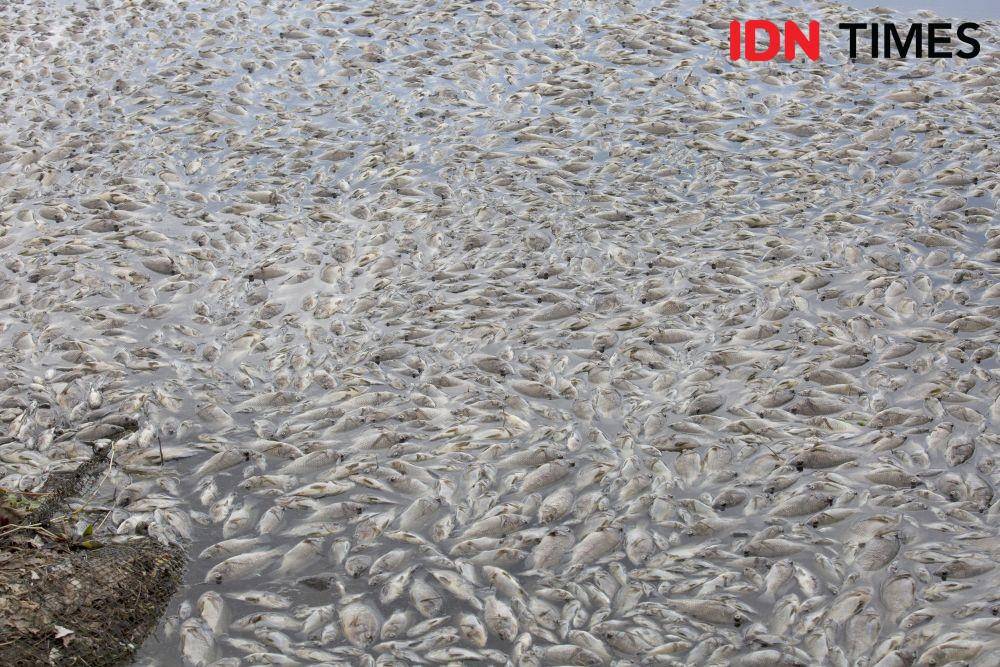 Ratusan ton ikan Keramba Jaring Apung (KJA) di Nagari Sungai Batang, Kecamatan Tanjung Raya, Kabupaten, Agam, Sumatra Barat, Kamis 29 April 2021 ditemukan mati. Kematian massal ikan jenis Nila tersebut, disebabkan oleh faktor cuaca buruk yang menyebabkan kadar oksigen air Danau Maninjau berkurang. IDN Times / Andri NH   
