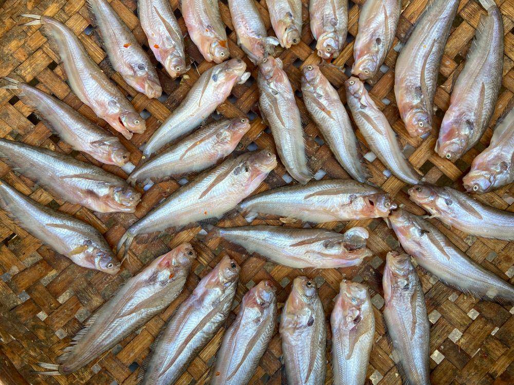 Puluhan ton ikan mati di danau Lebanon karena pencemaran. Ilustrasi (Unsplash.com/Tharum Bun)