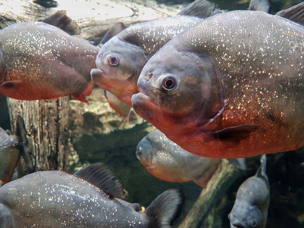 Ikan piranha perut merah merupakan jenis ikan piranha yang agresif dan tercatat pernah memangsa manusia. (pixabay.com/gorartser)
