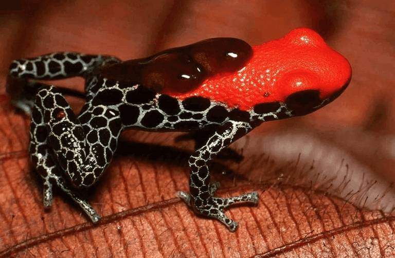 Katak panah beracun merupakan salah satu jenis katak paling beracun yang hidup di sungai Amazon. (grandamazontours.com)
