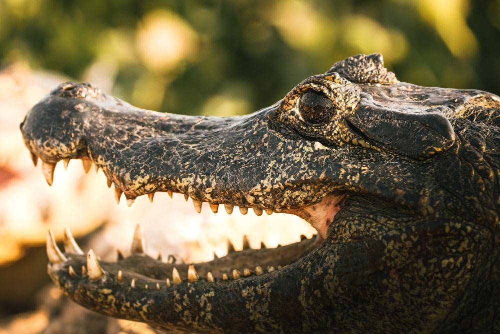 Caiman hitam merupakan predator puncak di sungai Amazon. (unsplash.com/David Waite)